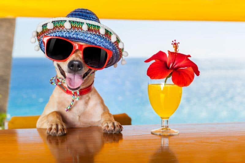 Cute Chihuahua dog wearing a sombrero sitting at a bar with a summer cocktail.