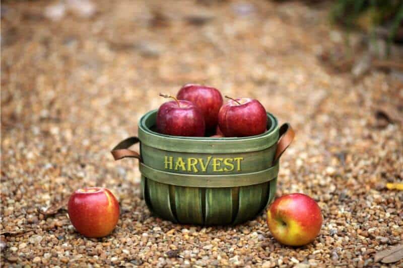 apple picking bucket
