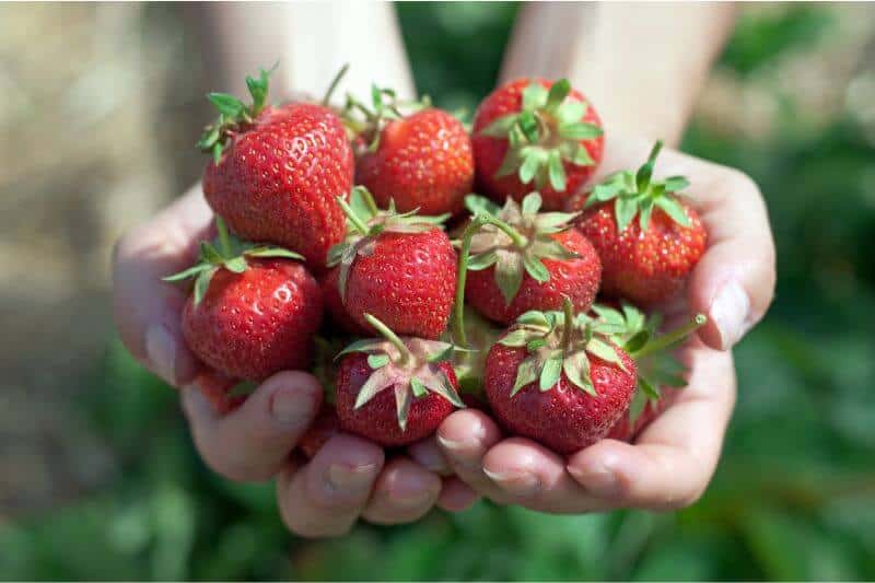 Fruit Picking