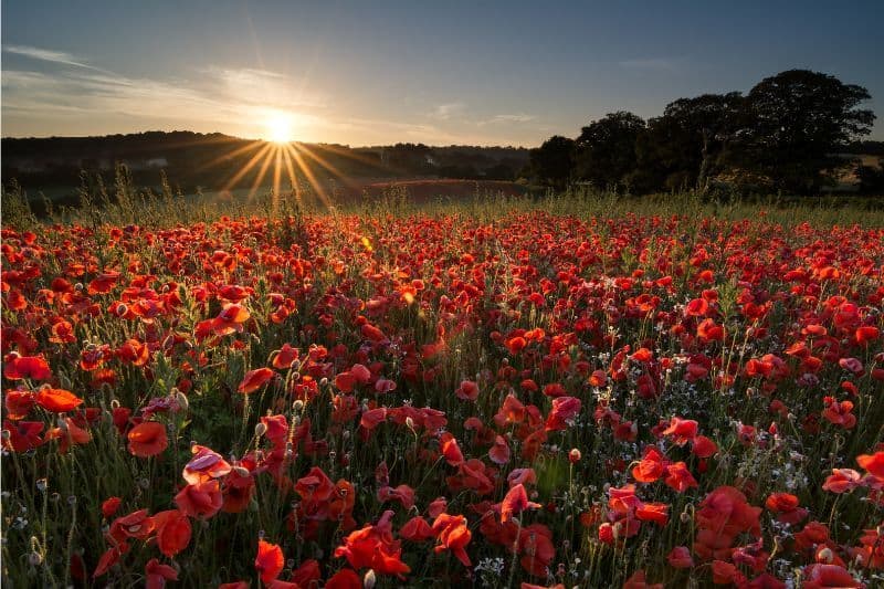 Sunrise on Summer Solstice over a poppy field in Blackstone