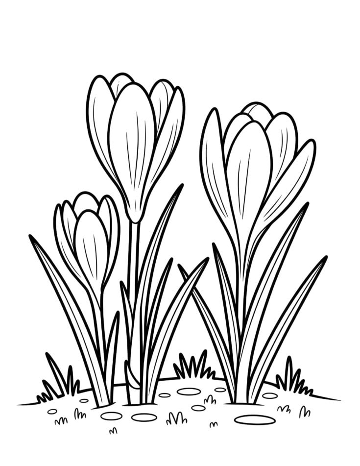 Black and white coloring page of crocus flowers growing from the ground, simple grass details