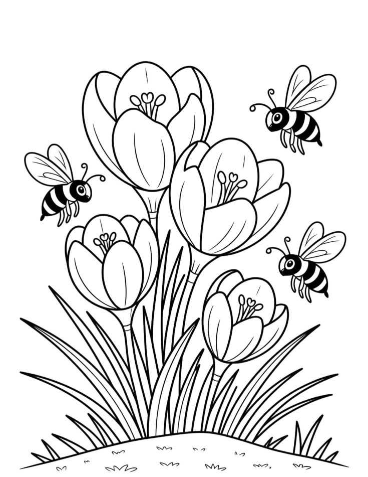 Black and white coloring page of blooming crocus flowers with a few bees flying around them