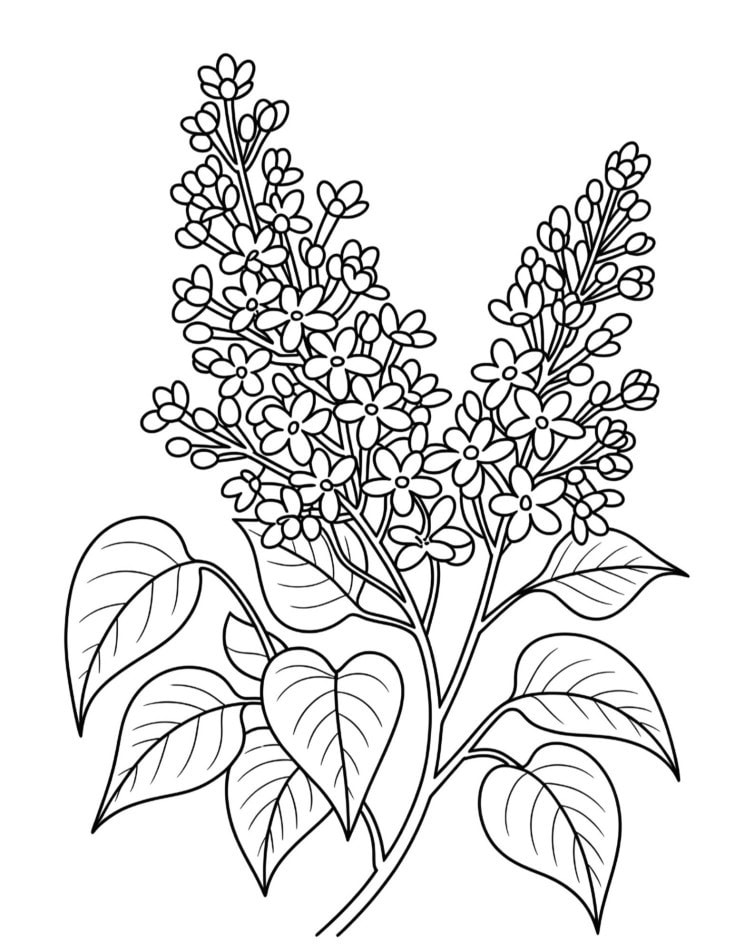 Detailed black and white coloring page of a lilac branch with many small blossoms and leaves, intricate linework, elegant botanical style