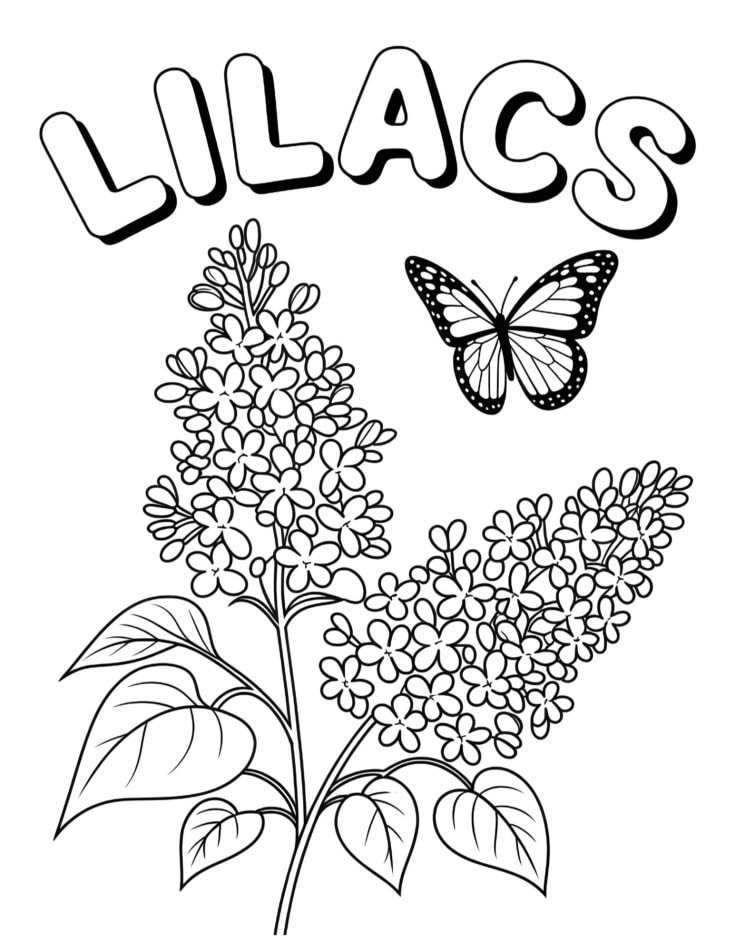 Black and white coloring page of lilac flowers with a butterfly and bubble letters spelling ‘LILACS’ at the top