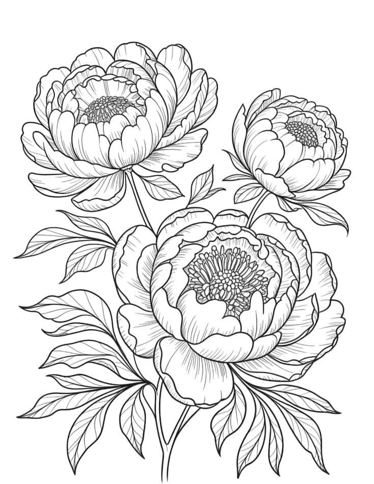 Detailed black and white coloring page of peony flowers with large layered petals, intricate floral linework, elegant botanical style