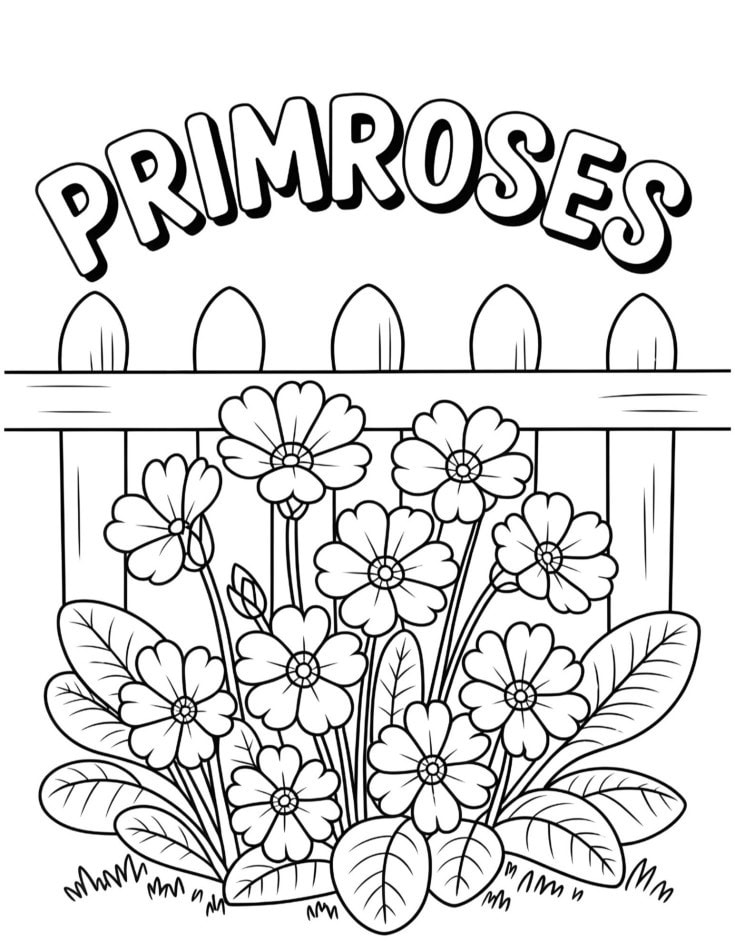 Black and white coloring page of primrose flowers in front of a small fence with bubble letters spelling ‘PRIMROSES’ at the top