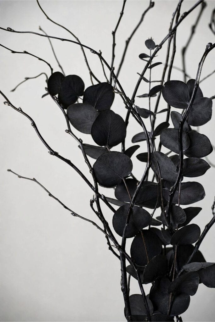 An arrangement of black eucalyptus and black willow branches displayed against a neutral background.